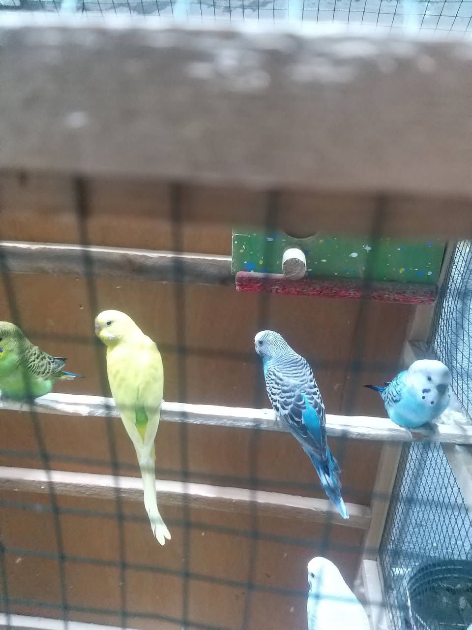 طيور حب للبيع هنه وقفصهن شلع ٧٠


**إذا كنت صاحب هذا الإعلان وتريد حذفه لأي سبب، رجاءا أرسل رسالة إلى الدعم الفني**