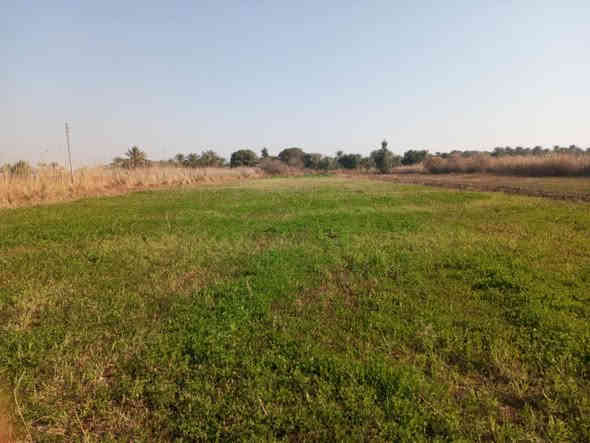 5دوانم للبيع سند 25 زراعي باسم شخص واحد خدمات كامله منطقه هدوء وكهرباء وسقي اليوسفيه قرب مزرعه سبعاوي للاستفسار على رقم ***********
