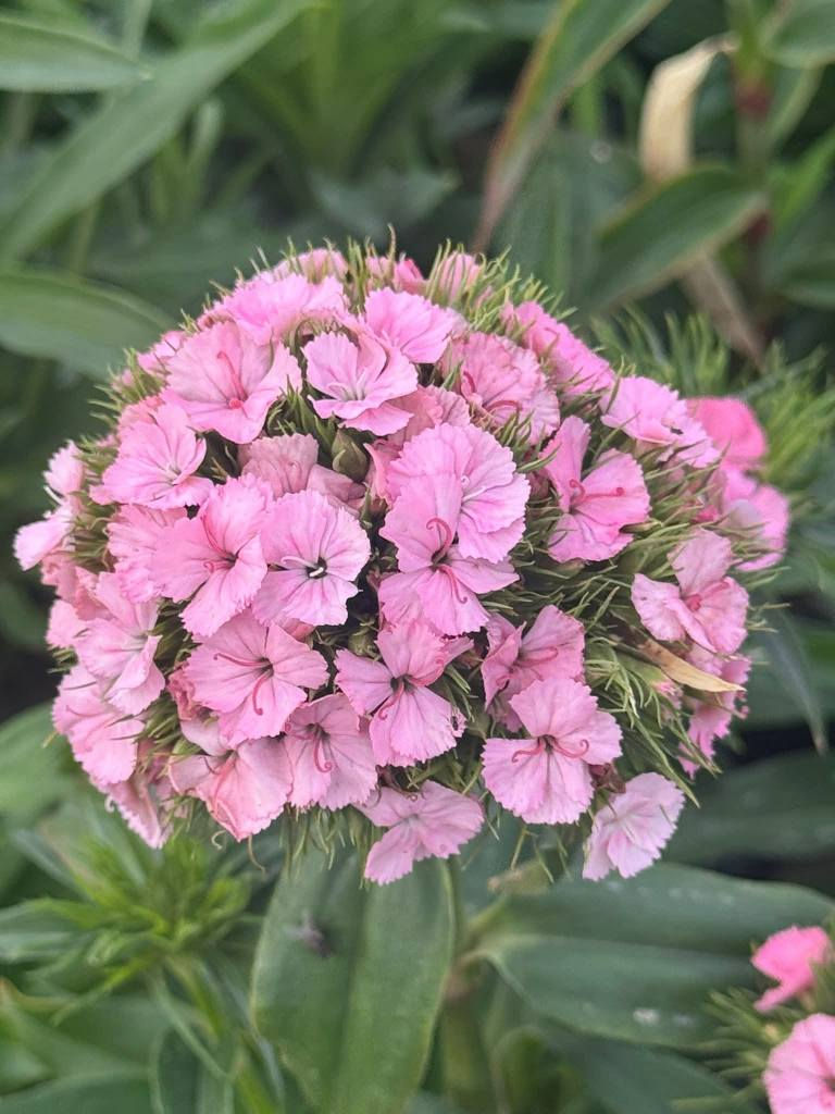 مشتل علي مناف/***********
