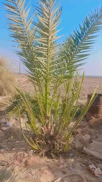 نخلتين مجهول وحده ب150 والثانيه ب250سعرهن ليتصل خل يكول من طرف السيد 0...