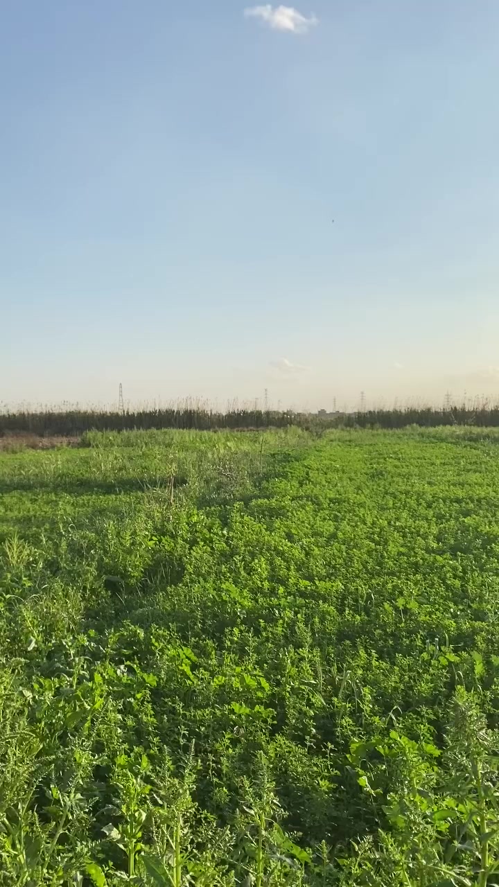 السلام عليكم ارض للبيع المساحة ٢ دونم
تحتوي على أشجار فواكه و حمضيات عمر سنة 
وأنواع نخيل جيدة 
وبئر ماء صالح للسقي 

الموقع 📍قرية ٩ نيسان تقاطع النهروان تقع على المشروع الرابع الصب 

للتواصل ***********
