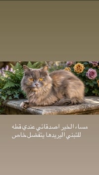 مساء الخير اصدقائي عندي قطه للتبني اليريدها يتفضل واتساب ( 07764169303...