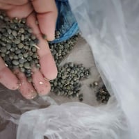 بامية محلية • مزرعتنه • ٢٠٠ بذرة