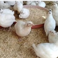 سمان تكساس • ذكور • اوزان عاليه