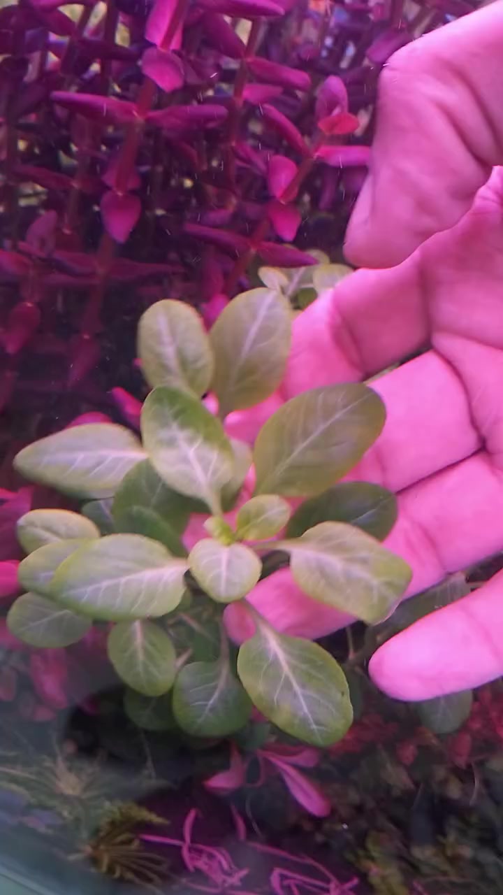 مجموعة نباتات هايتك 6 أعواد ب5 ألف مكاني بغداد الجديدة ***********
