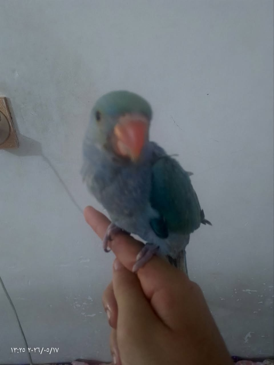 ‎ﺑﺒﻐﺎء‎


**إذا كنت صاحب هذا الإعلان وتريد حذفه لأي سبب، رجاءا أرسل رسالة إلى الدعم الفني**