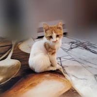 قط ذكر • ٥ شهور • غير ملقّح