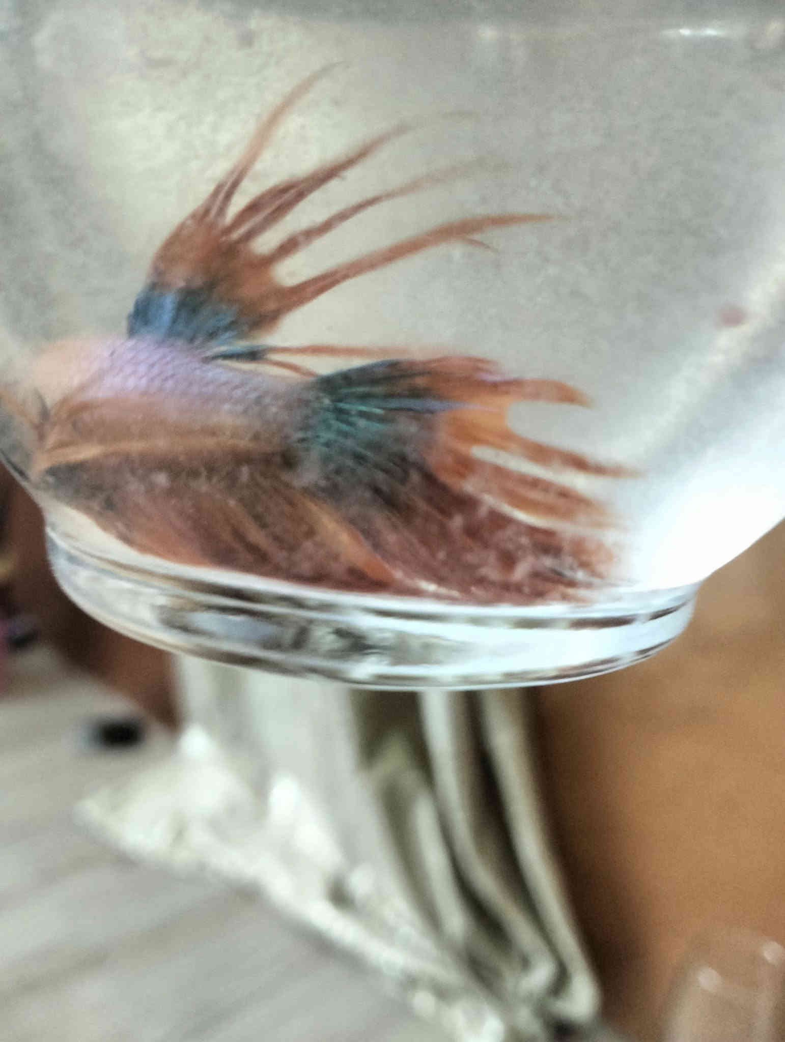 اسماك الفايتر سمكه مع دورق صغير مع احجار ضوئيه مع علف السمكه كيس ب5 الف مكاني الحرية توصيل داخل الحرية مجانآ والمناطق المجاورة توصيل 3الف وات ساب ***********
