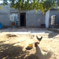 الحله ابو غرق • ٣٠٠م • دار زراعي