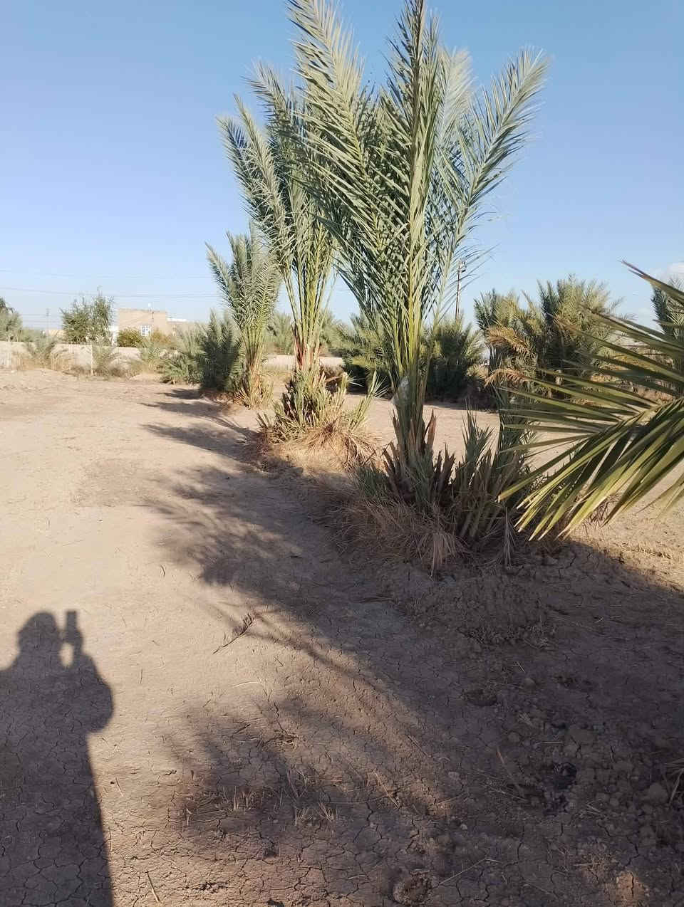 عرصات زراعي خلف حي الجامعه زراعي يم البو صالح ***********
