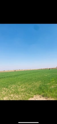 واسط الزبيديه • أرض زراعية • ١٤٠ دونم