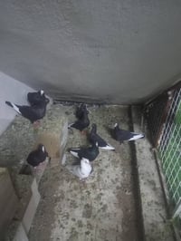 ٤ ازواج • للبيع