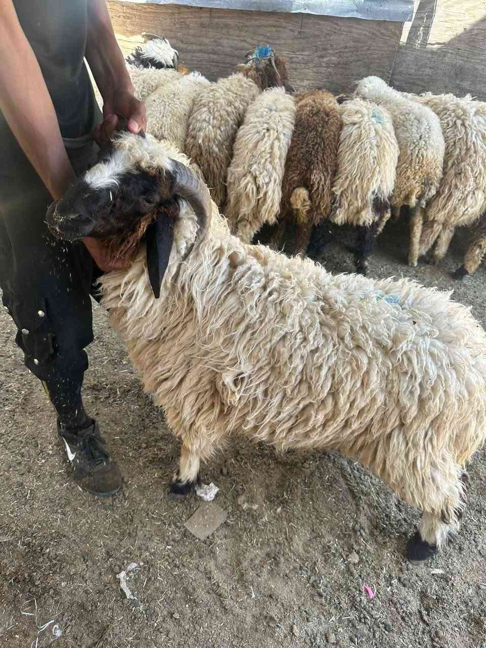 يالله سلام عليكم تعلن قصابة علي القصاب عن تخفيضات الحوم العراقي تريد لحم عجل بعضم 14الف تريد طلي لكيلو 18 فول لحم والله العظيم ذا مو عجل 150كيلو مرجوع ابو لقيمه أله اخلي لحم يستوي قبل لحمص شرط ذا مو قبله مرجوع  تريد عجل ينذبح باب بيتك تريد تشتري عجل عدل هم عندي بعد شنو تردونه عندي وكل لسعار بيه مجال بعد لحد يغشك ويجي يكلك اذبحلك 12و11كفيلك العباس كلشي موجود بل سوك المستورد ترس سوك تاخذ لحم ذا ما كلولك عاشت ايدك هم مرجوع مكاني بغداد بوبشام بنص سوك ***********
