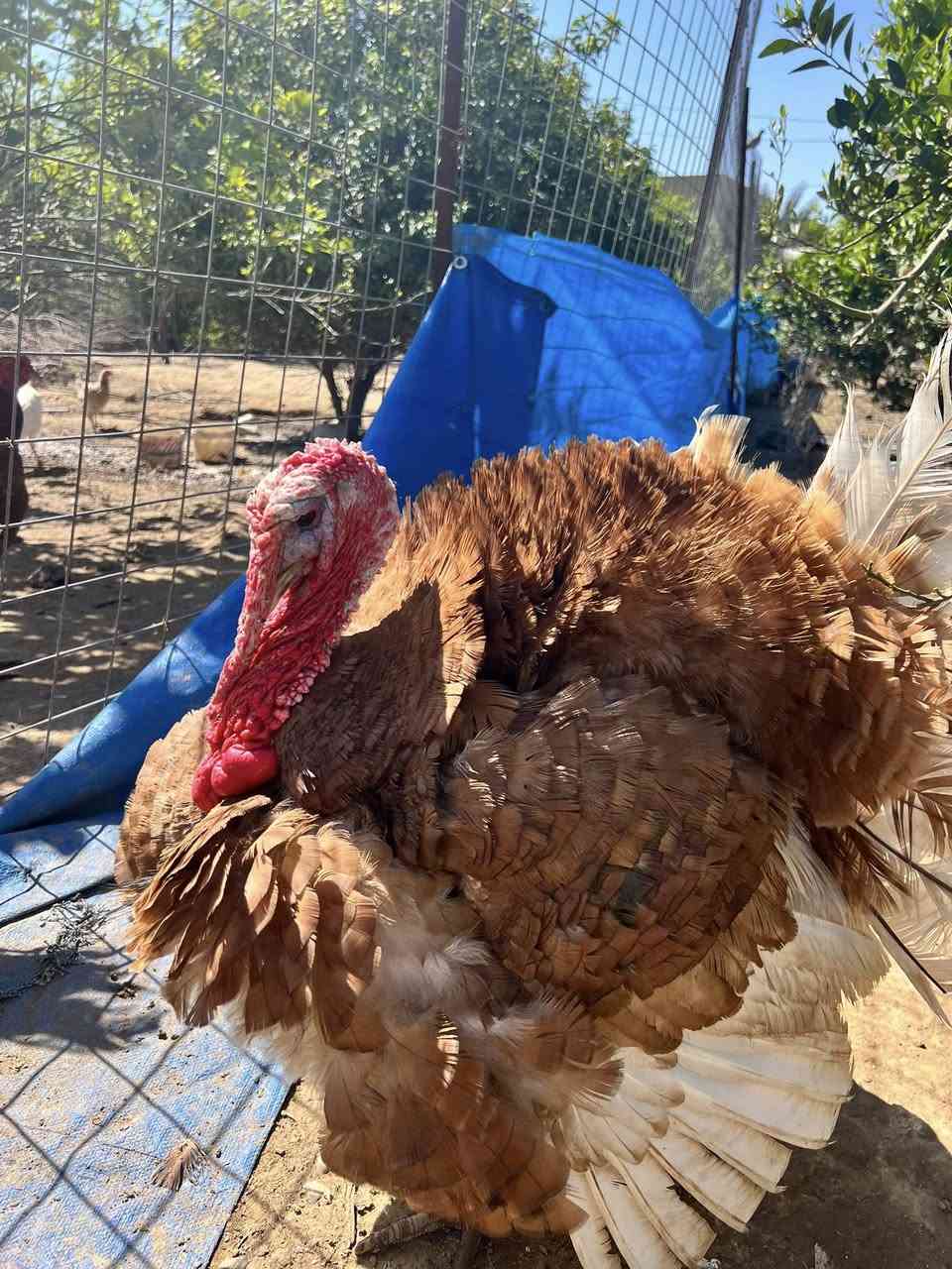 متاح فسيفس وزن 8 كيلو تقريبا ب 85 
وزن 9 كيلو تقريبا وفوك 100 المكان بيجي قرية جديده

‭0773 843 8744‬
