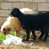 صخله • للبيع