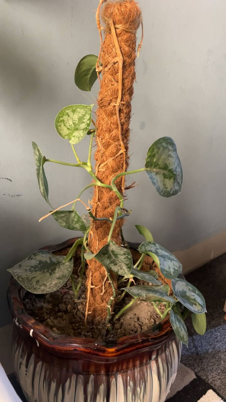 هةولير .مةركانو خولي باشيان هةية


**إذا كنت صاحب هذا الإعلان وتريد حذفه لأي سبب، رجاءا أرسل رسالة إلى الدعم الفني**