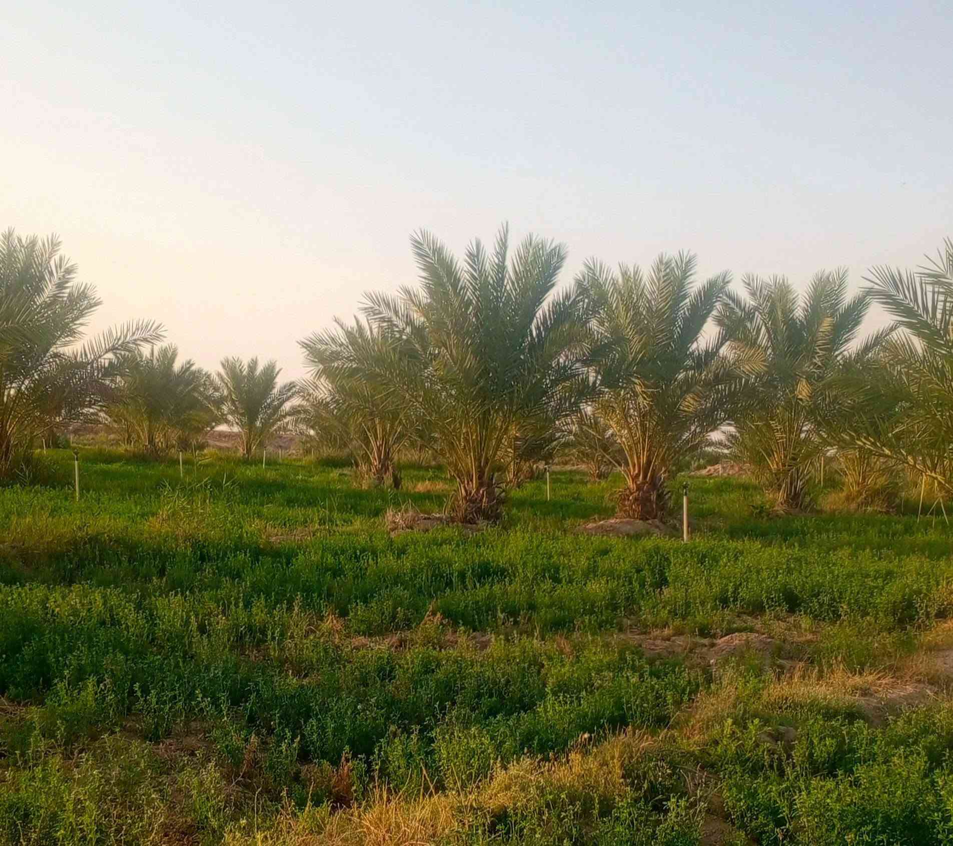 ارض زراعيه للبيع مساحته 3دونم وجهيته 40متر ع الشط الصب مباشر نخل برحي بيه فقط مسيجه بل كامل طابو زرعي سند 25 خدمات كامله كهرباء ماطور ماي اله ماي اساله منطقة سكنية عله طريق السنية الدوانيه نزلت معمل البان تبليط نزلته ***********ابيع شلع ***********
