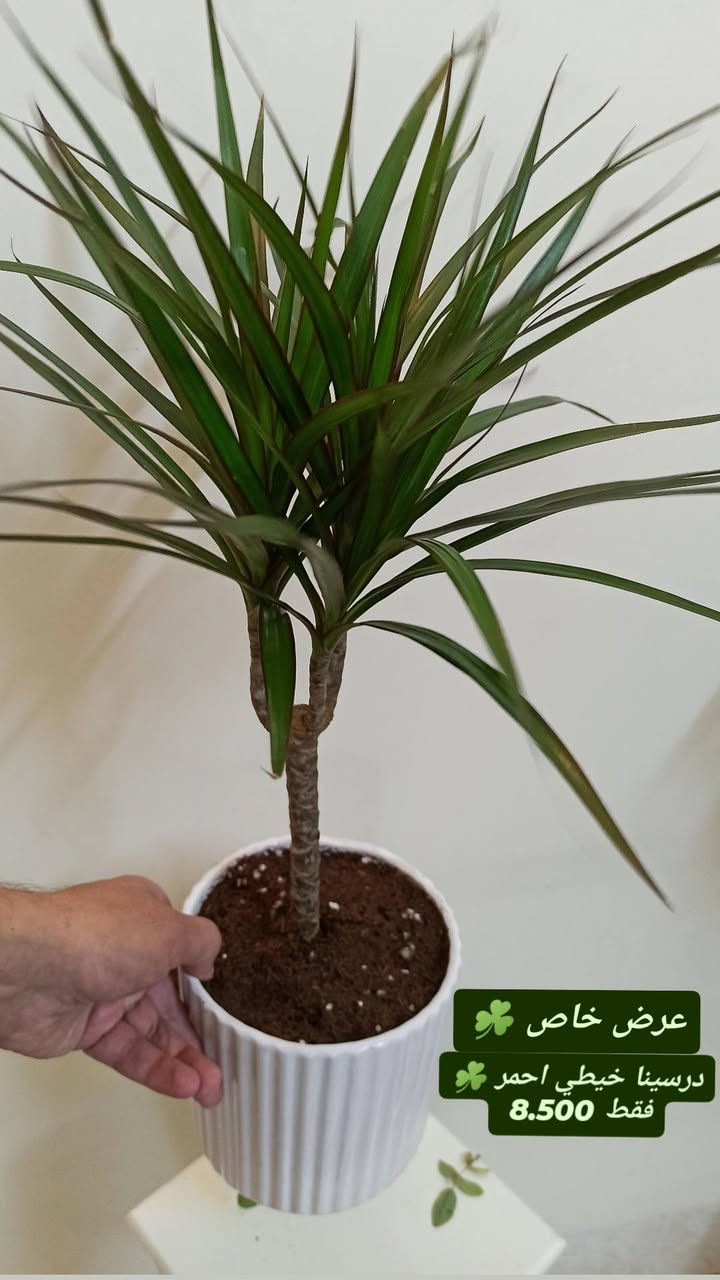 وصول وجبة جديدة من نباتات الظل 🌱
اختيارات حلوة تناسب البيت والمكتب
وبأنسب الأسعار
✨ تبدأ من 5,000 فقط ✨
يوجد لدينا خدمة توصيل لكافة احياء مدينة الموصل والمحافظات 
الحجز والاستفسار الاتصال 
***********
