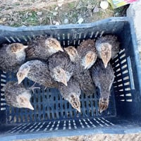 فروخ شيشي للبيع العدد ثمانيه للاتصال 07887757410