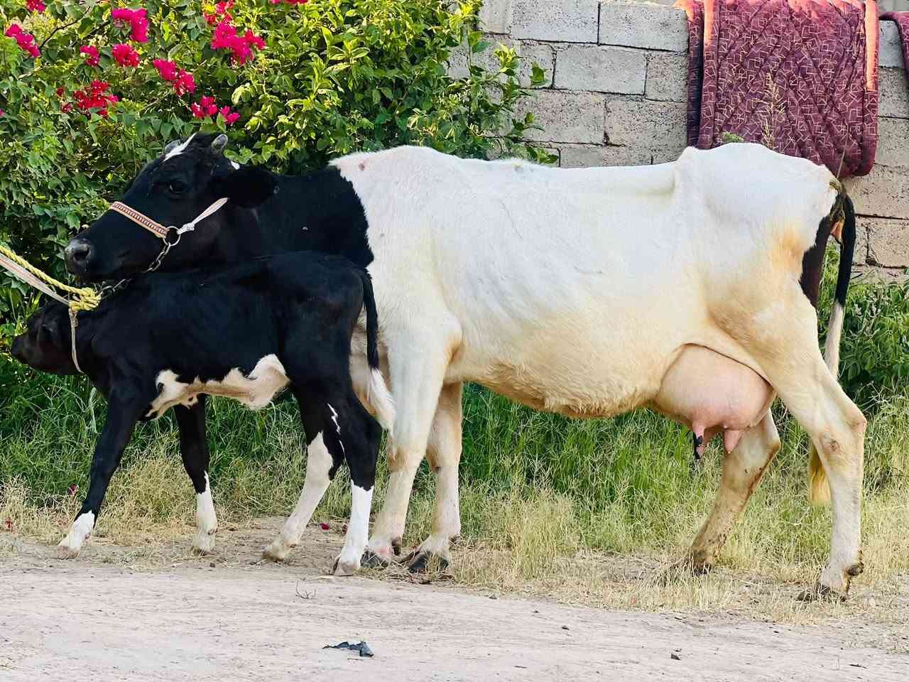 السلام عليكم ورحمة الله وبركاته بقره والده ع كل عيب شرط الحليب شرط الدسامه السعر مليونين ٤٥٠ الاستفسار ع هذا الرقم *********** ملاحضه يرهم مراوس بحلال موقع ناحية الزاب
