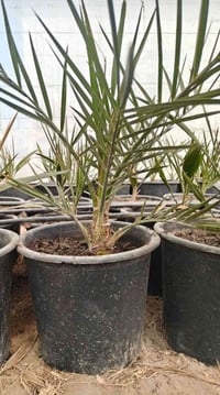 برحي نسيجي • عمر سنة • حد أدنى ٥٠ فسيلة