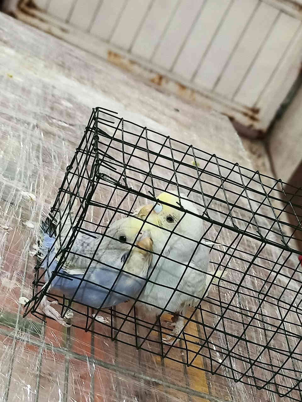 للبيع زوج رينبو معا افراخهم2فول صحه ونضافه السعر قفل 30مكاني حمام العلي‏‏‪***********‬‏ اتصل
