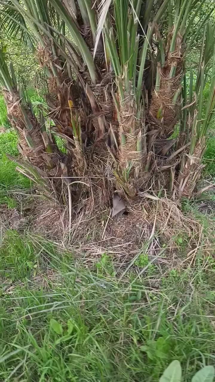 سلام عليكم يوجد فسائل عمراني درجه ولئه ***********
