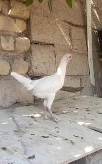 دجاج فيومي • فيومي مصري • دجاج بيض • دجاج نادر • ديك فيومي • زوج دجاج ...