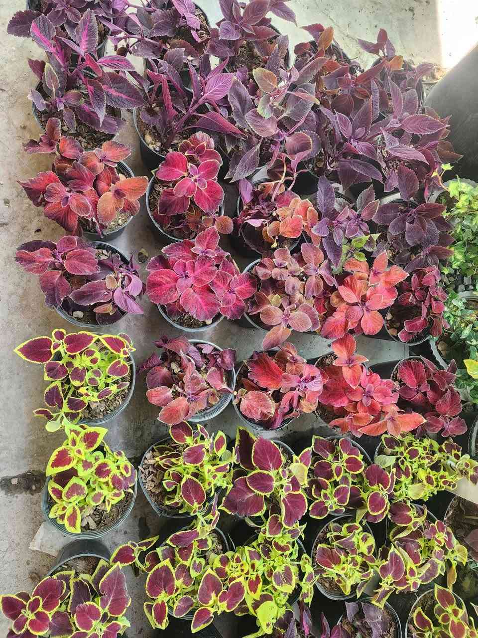 سلاوتان لێ بیت 
ئیستا ام گوله جوانانه به رده سته 
له مشتل محمدکلار  به شه وو روژ کراوه یه

گولی بنت قونسل 
گولی سادونیا 
گوله خوین 
گولی دالیا 
گولی تاج 
گولی به هاره 
گولی پاتونیا 
گولی سارا 
گولباخ 
وه چندین گولی جوان به رده سته 
بو ام،جه ژنه ماله کانتانی پی برازینه وه 
🌹🌸💐🌻🌼🥀🌸💐🪴🌻🍃🍃🌿🌲

بوزانینی نرخ کومینت بکه ن🌹🌹🌷💐🌻🪴


**إذا كنت صاحب هذا الإعلان وتريد حذفه لأي سبب، رجاءا أرسل رسالة إلى الدعم الفني**