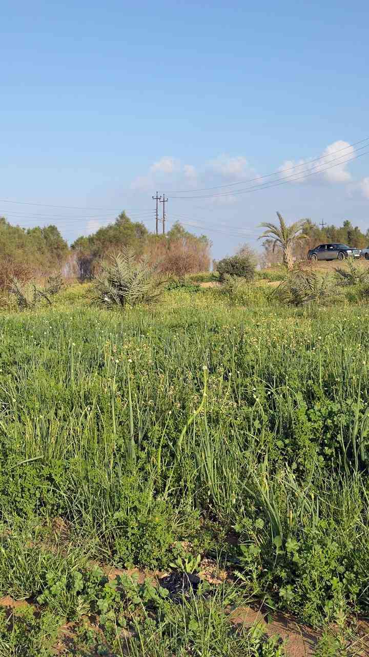 السلام عليكم ارض للبيع في جزيرة بعاجة قرب بساتين العلي الكصب ابيع  2 دونم او 4 او 6 دونم الكهرباء قريبة منها.. مع اجواء ربيعية جميلة  للأستفسار  الأتصال على الارقام التالية . *********** او  ***********
