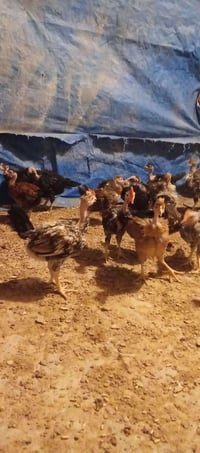 ١٥ أبو ركِيبه • ٦ ديوكه • ملقح