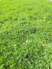 كاع زراعيه • ١٤ دونم • النجف ابو غرب