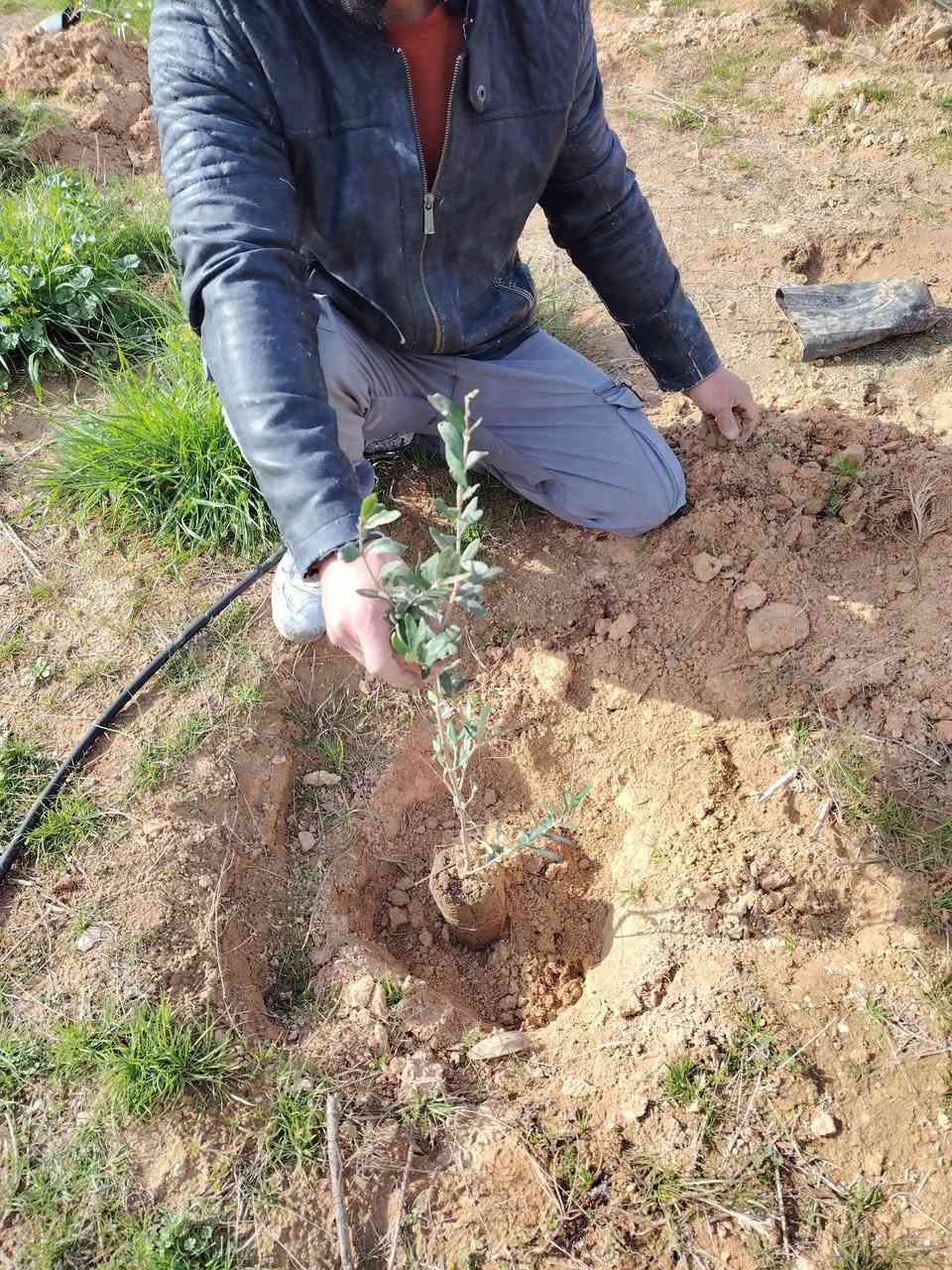 يوجد لدينا انواع أشجار زيتون اسباني نيبالي تفاحي اشرسي بعشيقي سعر شجره 2000الفين دينار


**إذا كنت صاحب هذا الإعلان وتريد حذفه لأي سبب، رجاءا أرسل رسالة إلى الدعم الفني**