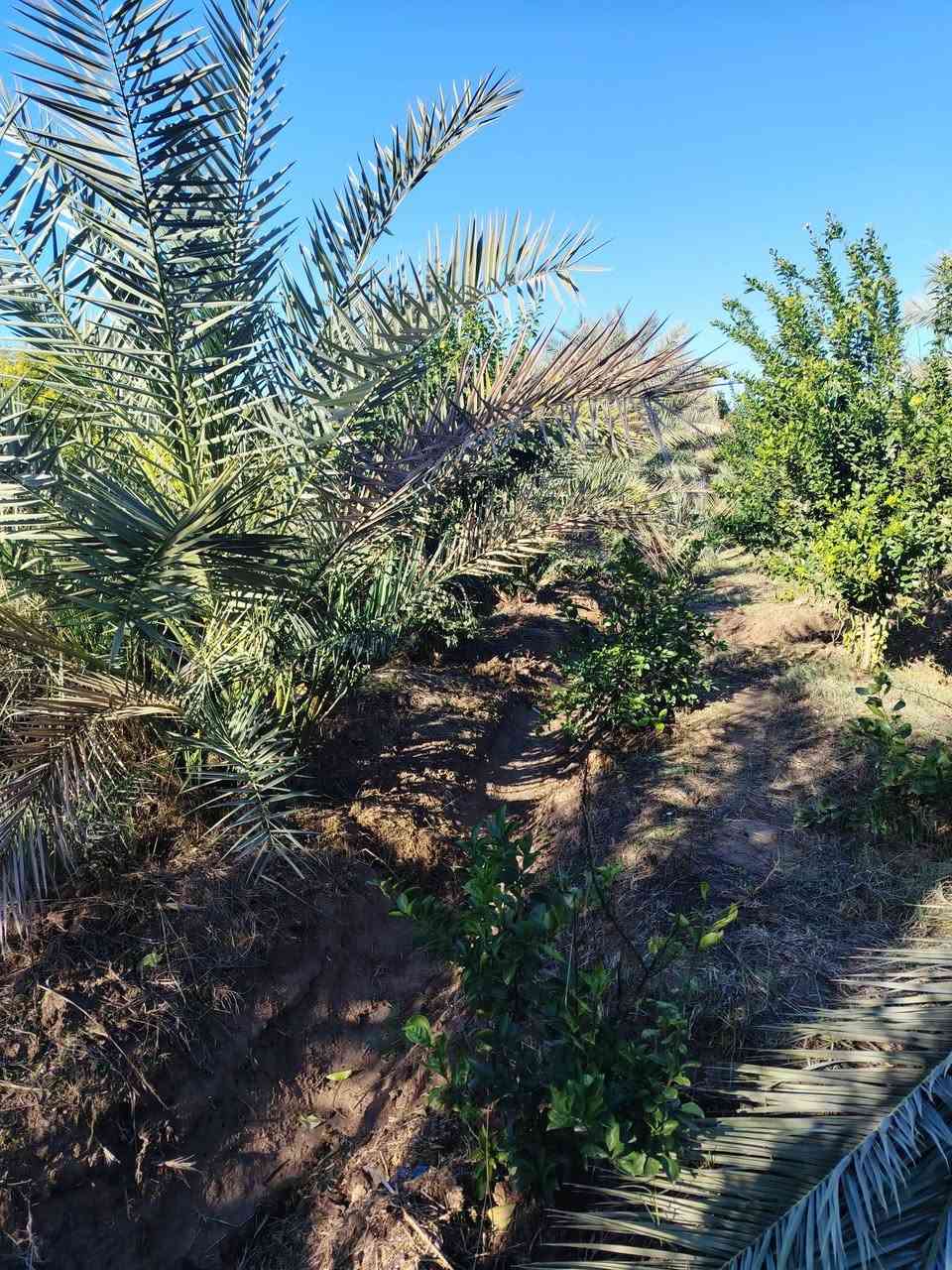 اسلام عليكم
السعر 180
المساحه دونم
العنوان بغداد الراشديه
الموقع قريت ال مصلح
الجبه 70
نوع العقد سند 25
الخدمات مي وكهرباء وما اساله
موقع هدؤ
الستفسار***********
راسلني واتساب ادزلك الموقع
ومتوفر عندي نص دونم هم للبيع
