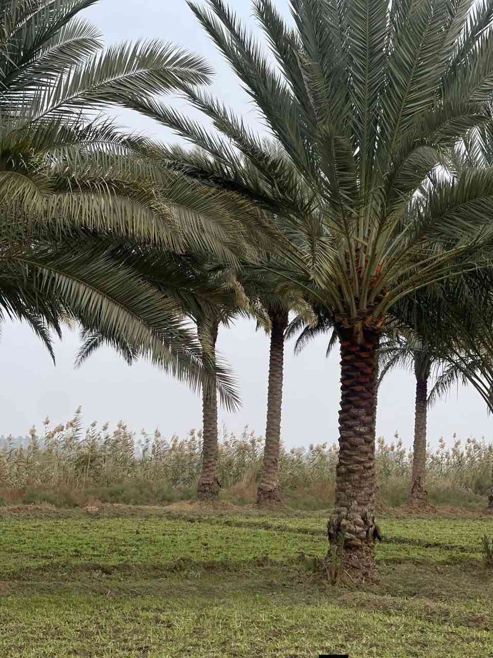 دونم مخدوم في كربلاء💯
✅️دونم و 500 م للبيع واجهه 70 م
وجه على بزل رئيسي مباشر 
طابو سند 25 تحويل بالطابو 

✅ملاحظه// لا توجد
 أي خدمات لا ماء ولا كهرباء
 ولا تبليط فقط ماء سقي بزل 
يصلح متنفس عائلي أو منتجع 

✅️الموقع كربلاء - منطقة الجذار 
شارع نجف كربلاء عمود 1140
يبعد عن شارع الزوار 4 كيلو 
يبعد من مركز مدينة كربلاء 15 كيلو 

💰السعر 100 مليون  عقاري كربلاء 

📞 إتصل الآن:  ***********
