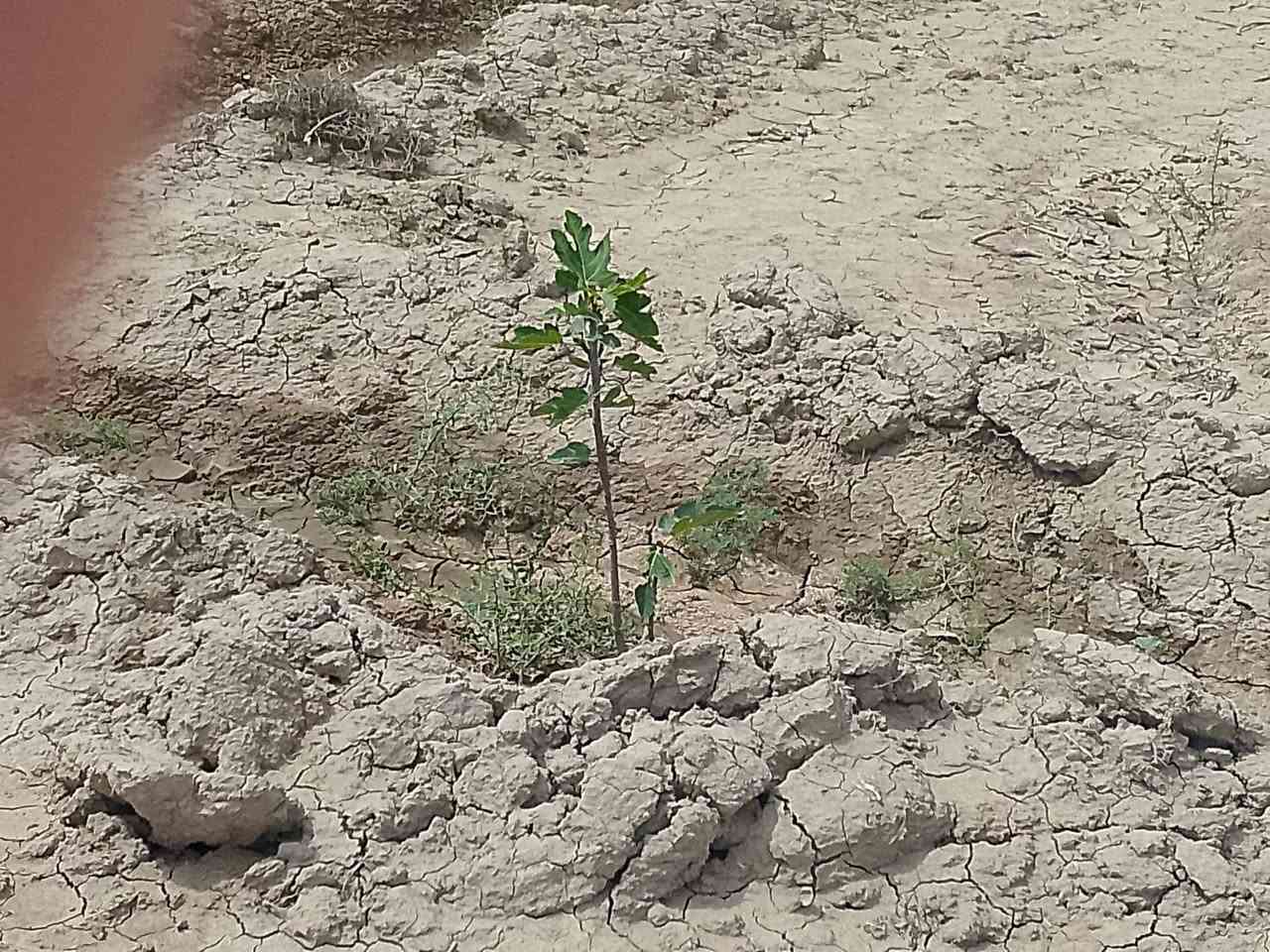يوجد لدينه دوانم 6عله طريق دغاره وره ثروه لحيوايه علمشروع صب بيه بير توازي وكهربا سند 25)***********
