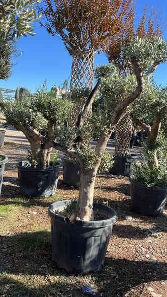 السلام عليكم يتوفر لدينا زيتون بونساي 
واسعار تنافسية واحجام مثالية 
***********
