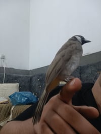متاح بلبل أليف فول  سعر 50 وبي مجال عنوان سبعه نيسان رابرين 2  رقم اله...