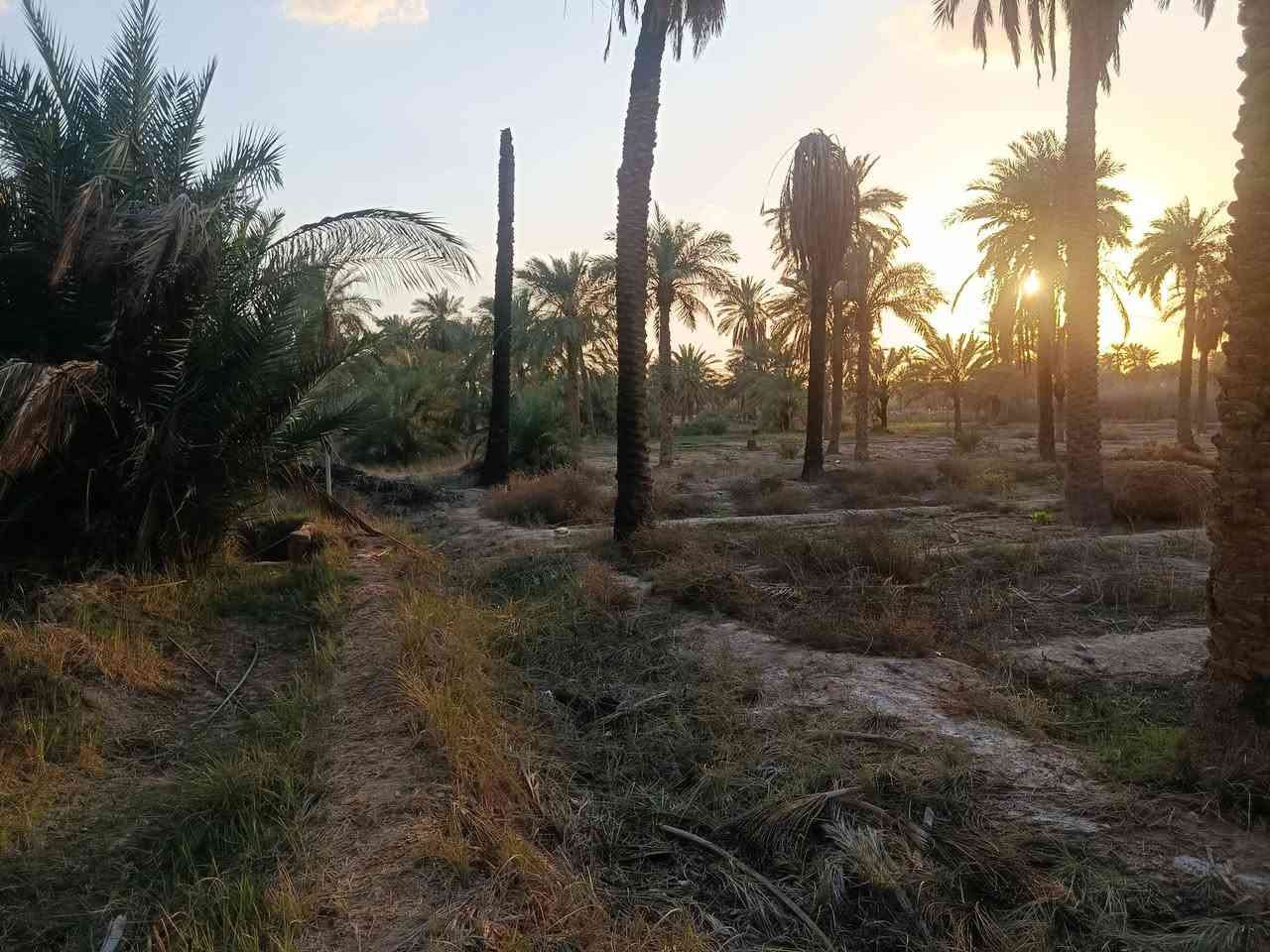 السلام عليكم
بساتين للبيع طابو زراعي سند 25
للئيتفسار ***********
