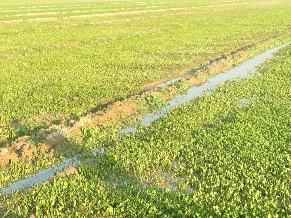 السلام عليكم ورحمة الله
ارض زراعيه للبيع المساحة ٢٩ دونم طابو سند ٢٥ 

تحويل مباشر سند مستقل ب إسم شخص واحد

حصه ماء صيف شتاء تربه درجه اولى طريق رسمي

تبعد عن الشارع الرئيسي ١ كيلو وعن مركز المدينة 

٦ كيلو المكان الصويرة سعر الدونم 6 مليون للاستفسار 

***********/. ***********
