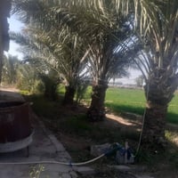 أرض زراعية • ٢ دونم • طابو سند ٢٥