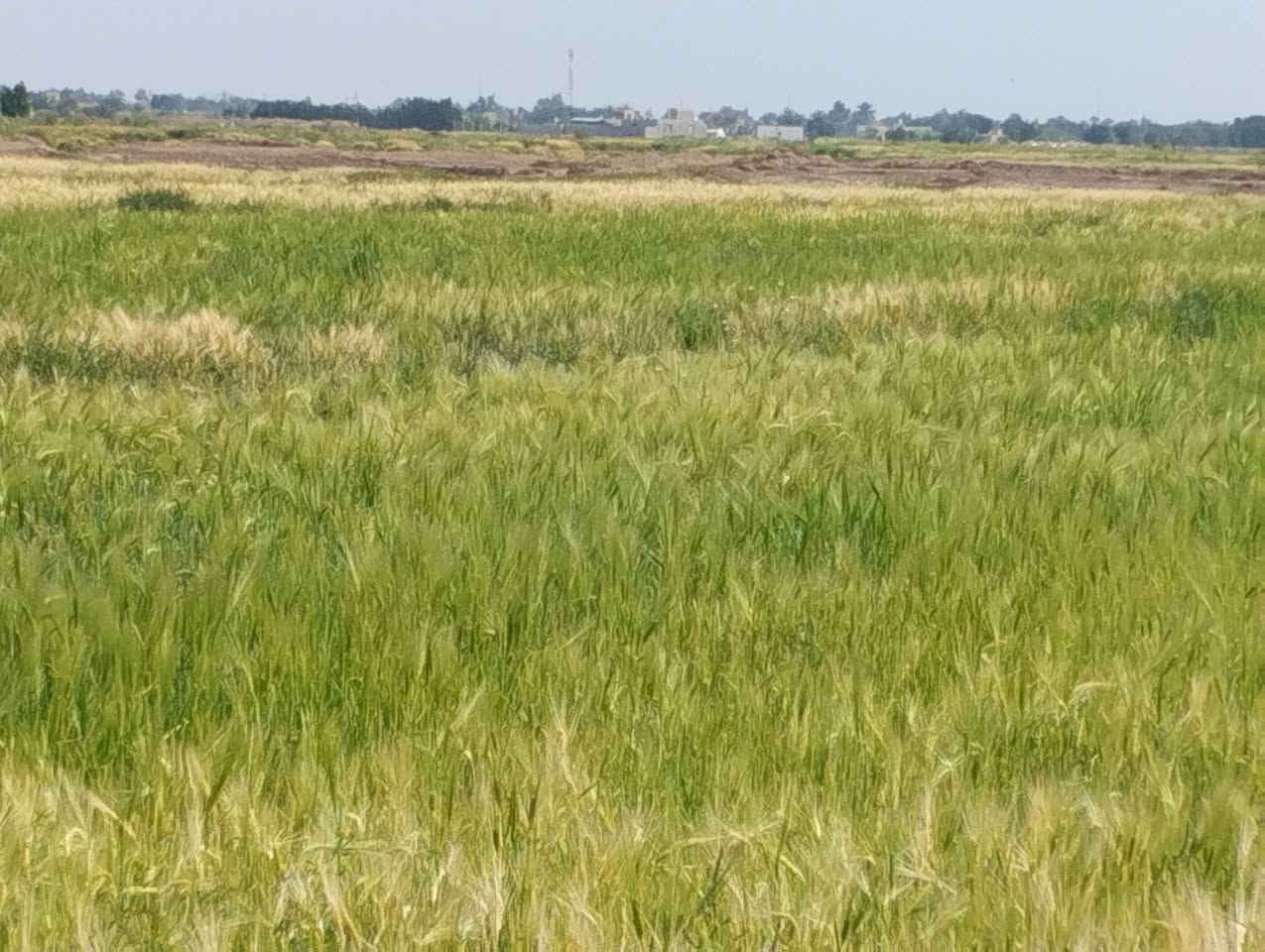 بسم الله الرحمن الرحيم 
دونم للبيع صوب بني ركاب 
طريق سعيدان 
الشارع لي بصف الجامع 
قرب التبليط
الدونم مزروع حنطة حالياً 
السعر مناسب جداً 
ماي اساله 
وماي نهر 
عرض الدونم 40
ونزال 62
للتواصل الإتصال على الارقام 
 الموجوده بالاعلان 
***********
***********
#هادي_الحجيمي
