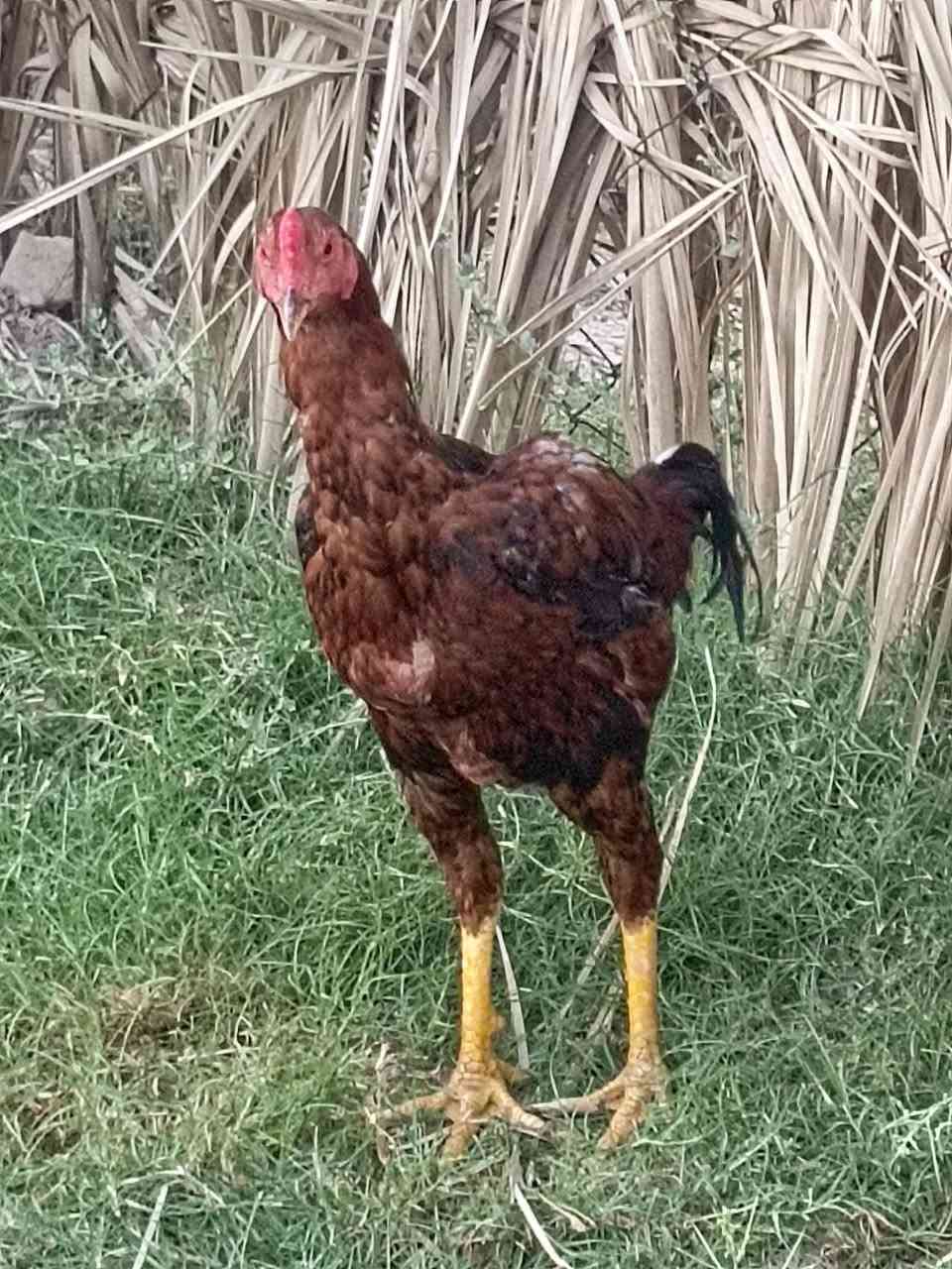 البيع ديج هراتي وفراريج 
***********
