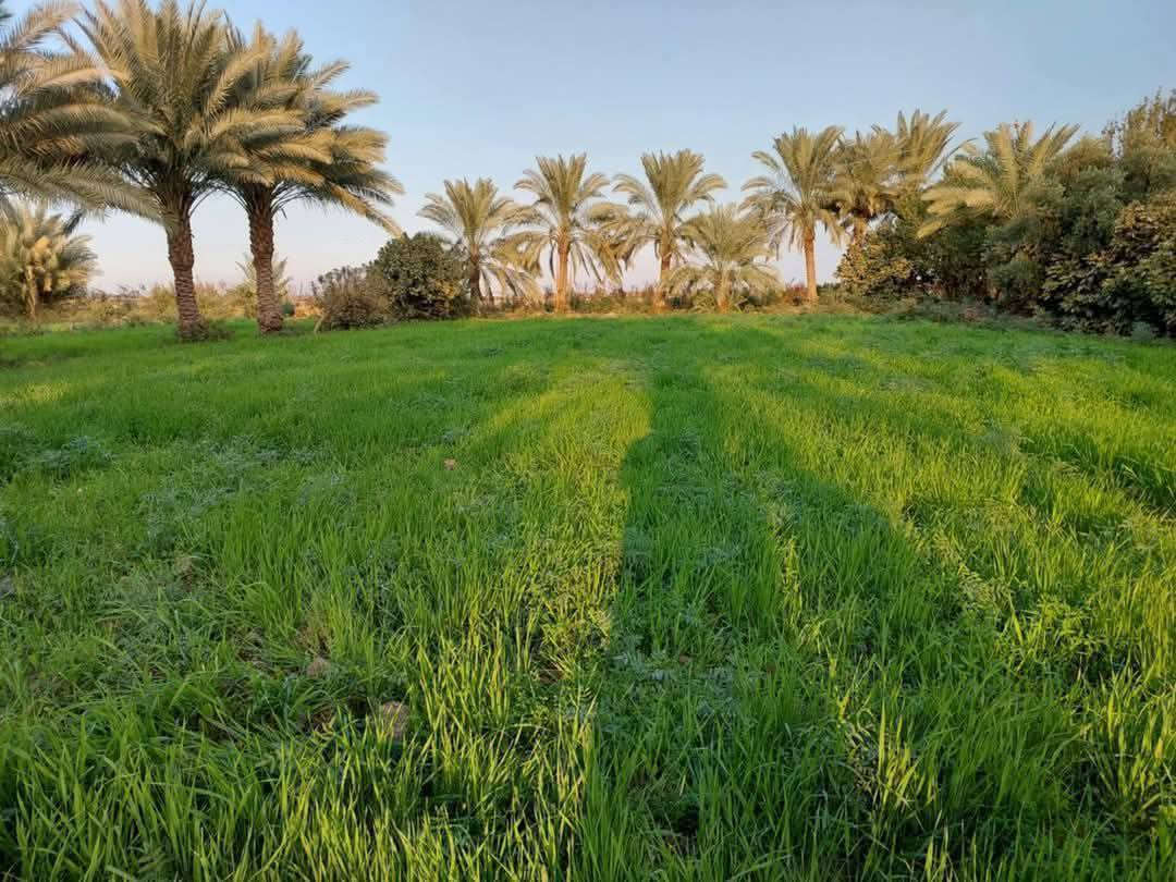 سلام عليكم /بغداد اليوسفية
للبيع 4 دونم طابو زراعي سند 25 سعر الدونم 45 
خدمات كامله مي وكهرباء 
الموقع اليوسفية 
مكان مرتب جدآ كما موضح بالتصوير صالح للسكن والترفيه 
***********, وأتساب
