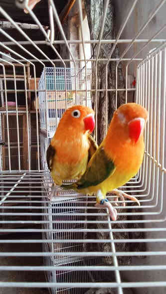 السلام عليكم 
زوج كرين ايونج امايات وجاهزات
السعر 40الف لان.نثيه تك عين مثل مواضح بس ممأثر ع تزاوج 
إنتاج عراقي 
مكاني الزعفرانيه 
اكو توصيل 
***********
