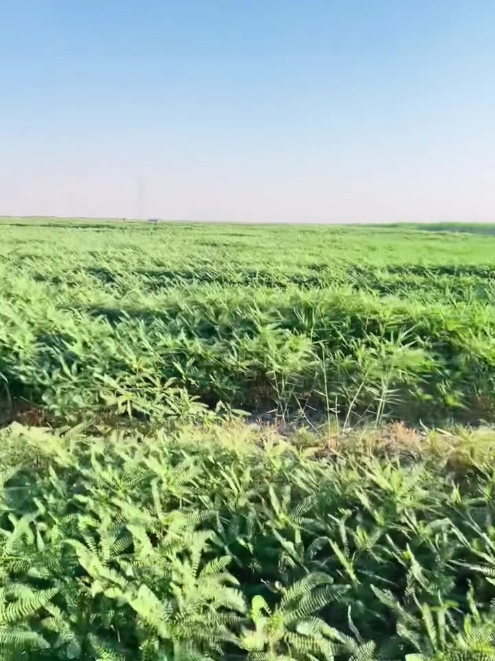سلام عليكم
ضمان سيسبان  
المساحه 100 دونم 
العنوان / كوت 
***********
