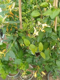 متسلق ورد العسل العطري  او الياسمين الابيض ب٢٥٠٠ ارتفاع. متر من افضل ا...