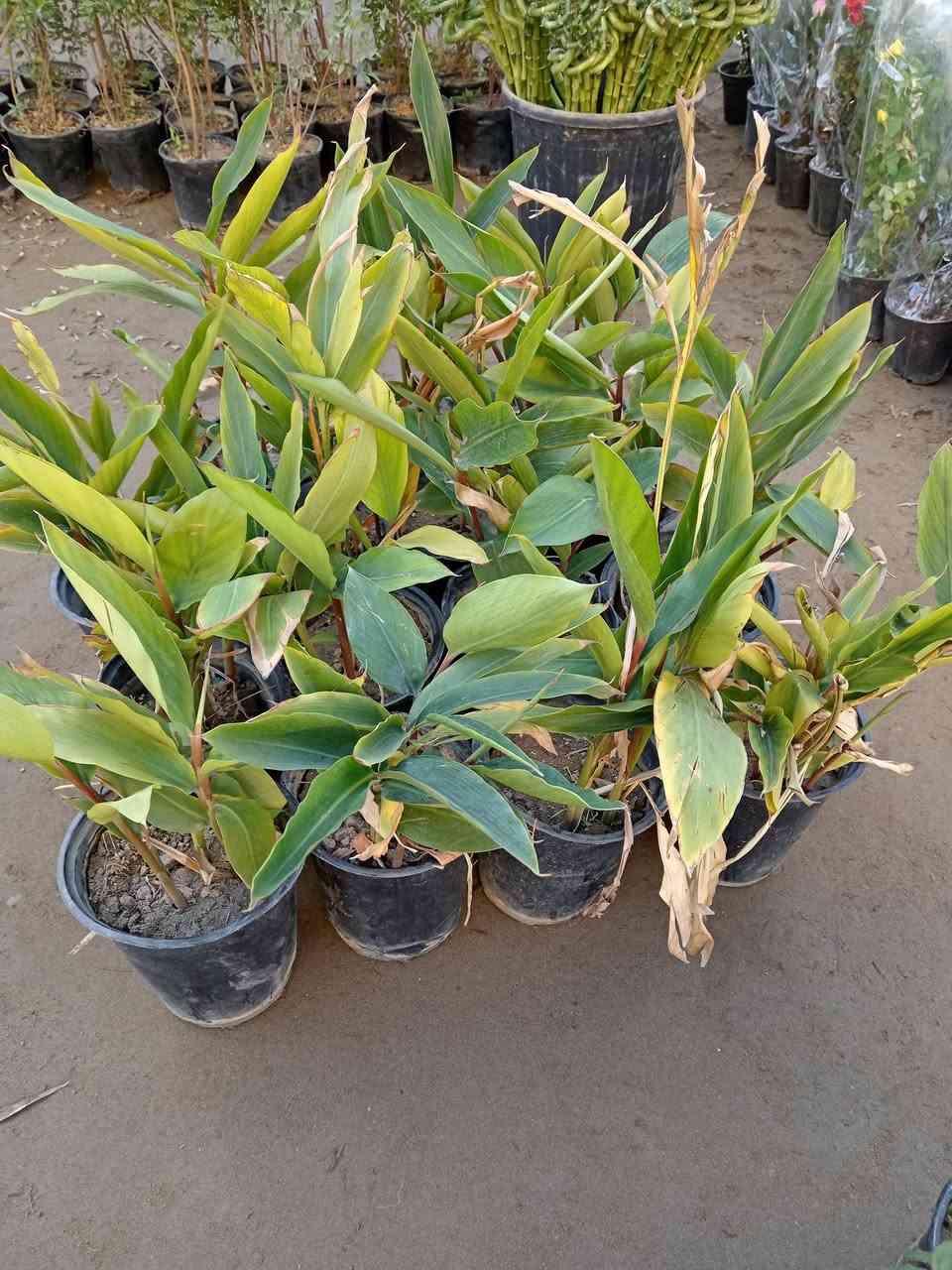 اليوم جايبلكم شي مختلف ونادر 😍

اشجار الهيل الاصلي 🤩

متوفرة في مشتل ابوبكر 

السعر 5.000 الاف فقط 😍

#العنوان_القائم_حصيبة 
شارع ابو رندة القديم شارع صيدلية النبع مقابل قرطاسية ديار الأمل 

الإتصال ***********  ابوبكر
