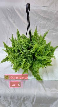 نباتات مائية • سقي ذاتي • توصيل البصرة