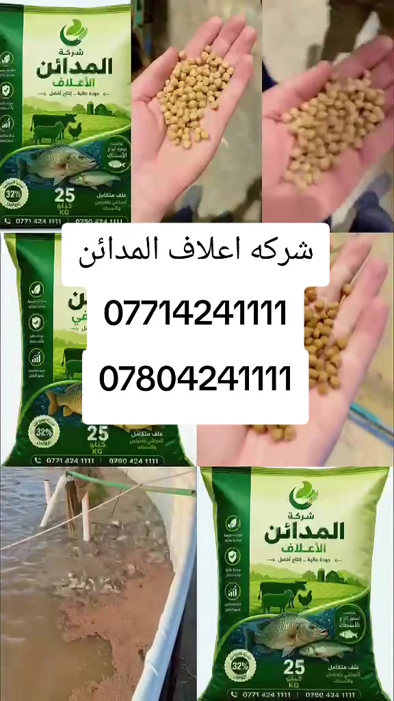 بسم الله 
✅ أولاً: ماذا يأكل سمك الكارب؟
سمك الكارب من الأسماك آكلة كل شيء  يعني يأكل:
نباتات مائية وأعشاب•
ديدان وحشرات وقشريات•
طحالب ومواد عضوية•
أعلاف صناعية (حبوب أو كريات) ‎[1]•1
✅ ثانياً: أنواع العلف المناسبة
1. أعلاف طبيعية (رخيصة)
نخالة قمح•
ذرة مطحونة•
شعير•
بقايا خضار أو خبز
👉 تستخدم في التربية البسيطة أو المنزلية.•
2. أعلاف صناعية (أفضل للمزارع)
تحتوي على:
بروتين (فول صويا، مسحوق سمك)•
كربوهيدرات (قمح، ذرة)•
دهون مفيدة (أوميغا 3)•
فيتامينات ومعادن
➡️ تساعد في نمو أسرع وصحة أقوى للأسماك ‎[2]•2
✅ ثالثاً: برنامج التغذية اليومي
🔹 عدد مرات التغذية
صغار الكارب: 3–5 مرات يومياً•
الكارب الكبير: مرتين إلى 3 مرات يومياً ‎[3]•3
🔹 كمية العلف
يتم حسابها حسب وزن السمك•
عادة:•
صغار السمك: 5% من وزن الجسم يومياً• 
سمك متوسط: 3–4%• 
سمك كبير: 2–3%• 
👉 مثال: إذا لديك 100 كغ سمك → تعطي 2–5 كغ علف يومياً
✅ رابعاً: طريقة تقديم العلف في الحوض
حدد مكان ثابت للتغذية•
قدم العلف في نفس الوقت يومياً•
ضع العلف بعيد عن حافة الحوض 
راقب:•
إذا بقي علف → قلل الكمية• 
إذا انتهى بسرعة → زود قليلاً• 
✅ خامساً: نصائح مهمة (لنجاح التربية)
لا تفرط في التغذية ❌ (تسبب تلوث الماء وضعف النمو) ‎[
الماء لازم يكون:•
نظيف• 
فيه أكسجين كافي• 
درجة الحرارة الأفضل: 20–25
راقب الأسماك يومياًسمككارب — #سمككارب #كاربعراقي #تسمينالكارب  
- اعلافأسماك — #اعلافأسماك #تغذيةالأسماك #اعلافبروتين  
- تجهيزاحواض — #تجهيزاحواض #تنفيذاحواض #عزلاحواض  
- تجهيزاعلاف — #تجهيزاعلاف #اعلاف_سمكية  
- بغداد — #بغداد #العراق #محافظاتالعراق  
- معملالصادقالأمين — #معملالصادقالأمين #تنفيذمشاريع #خدمات_هندسية
